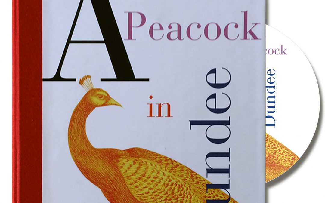 A Peacock in Dundee